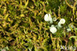 Organ-pipe lichen (Cladonia crispata)