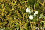 Open heidestaartje (Cladonia crispata) 