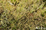 Organ-pipe lichen (Cladonia crispata)