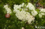 Cladonia portentosa