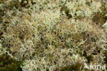 Cladonia portentosa