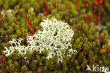 Cladonia portentosa