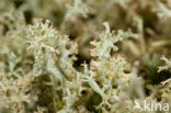 Cladonia portentosa