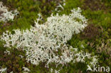 Cladonia portentosa