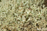 Cladonia portentosa