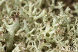 Cladonia portentosa