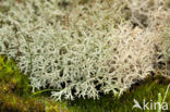 Cladonia portentosa