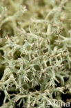 Cladonia portentosa