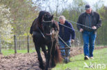 Paard (Equus spp)