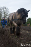 Paard (Equus spp)