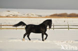 Paard (Equus spp)