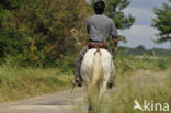 Horse (Equus spp)