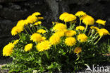 Dandelion (Taraxacum spec.)