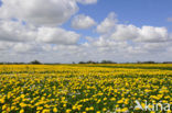 Dandelion (Taraxacum spec.)