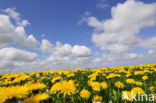 Dandelion (Taraxacum spec.)