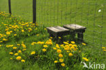 Dandelion (Taraxacum spec.)