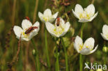 Northern Grass-of-parnassus (Parnassia palustris)