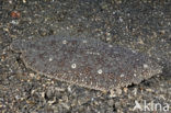 Peacock sole (Pardachirus pavoninus)