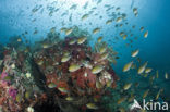 Philippines chromis (Chromis scotochiloptera)