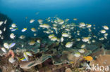 Philippines chromis (Chromis scotochiloptera)