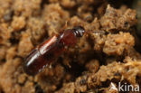 Phyllodrepa ioptera