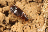 Phyllodrepoidea crenata