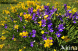 Winged Broom (Genista sagittalis)