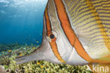 Copperband butterflyfish