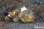 Pitted stonefish (Erosa erosa)