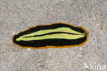 Yellow-black Flatworm (Pseudoceros dimidiatus)