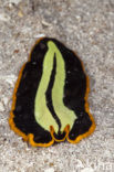 Yellow-black Flatworm (Pseudoceros dimidiatus)