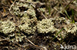 Boreal pixie-cup (Cladonia borealis)