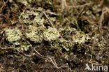 Boreal pixie-cup (Cladonia borealis)