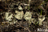 Plomp bekermos (Cladonia borealis)