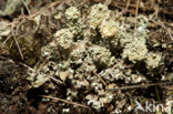 Plomp bekermos (Cladonia borealis)