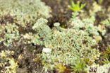 Plomp bekermos (Cladonia borealis)