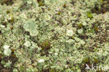 Plomp bekermos (Cladonia borealis)
