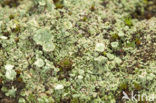 Boreal pixie-cup (Cladonia borealis)