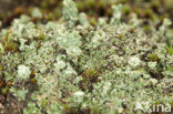 Boreal pixie-cup (Cladonia borealis)