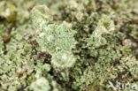 Plomp bekermos (Cladonia borealis)