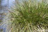 Greater Tussock-sedge (Carex paniculata)