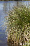 Greater Tussock-sedge (Carex paniculata)
