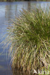 Pluimzegge (Carex paniculata)