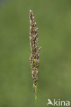 Greater Tussock-sedge (Carex paniculata)