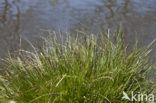 Greater Tussock-sedge (Carex paniculata)