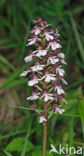 Lady Orchid (Orchis purpurea)