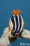 Pyjama Nudibranch (Chromodoris magnifa)