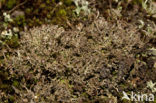 Rafelig bekermos (Cladonia ramulosa)