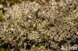 Rafelig bekermos (Cladonia ramulosa)