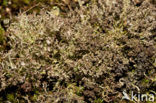 Rafelig bekermos (Cladonia ramulosa)